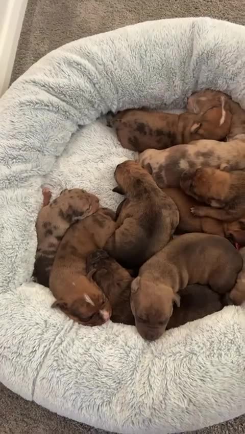 Mixed Breed dogs for sale: Mastibull puppies for sale  - Video 2