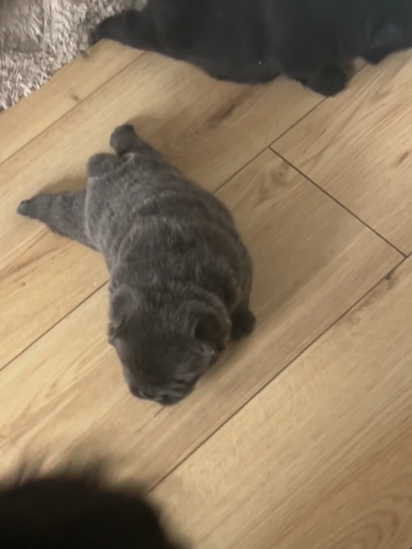 Chow Chow dogs for sale: KC REGISTERED CHOW CHOW  - Video 4