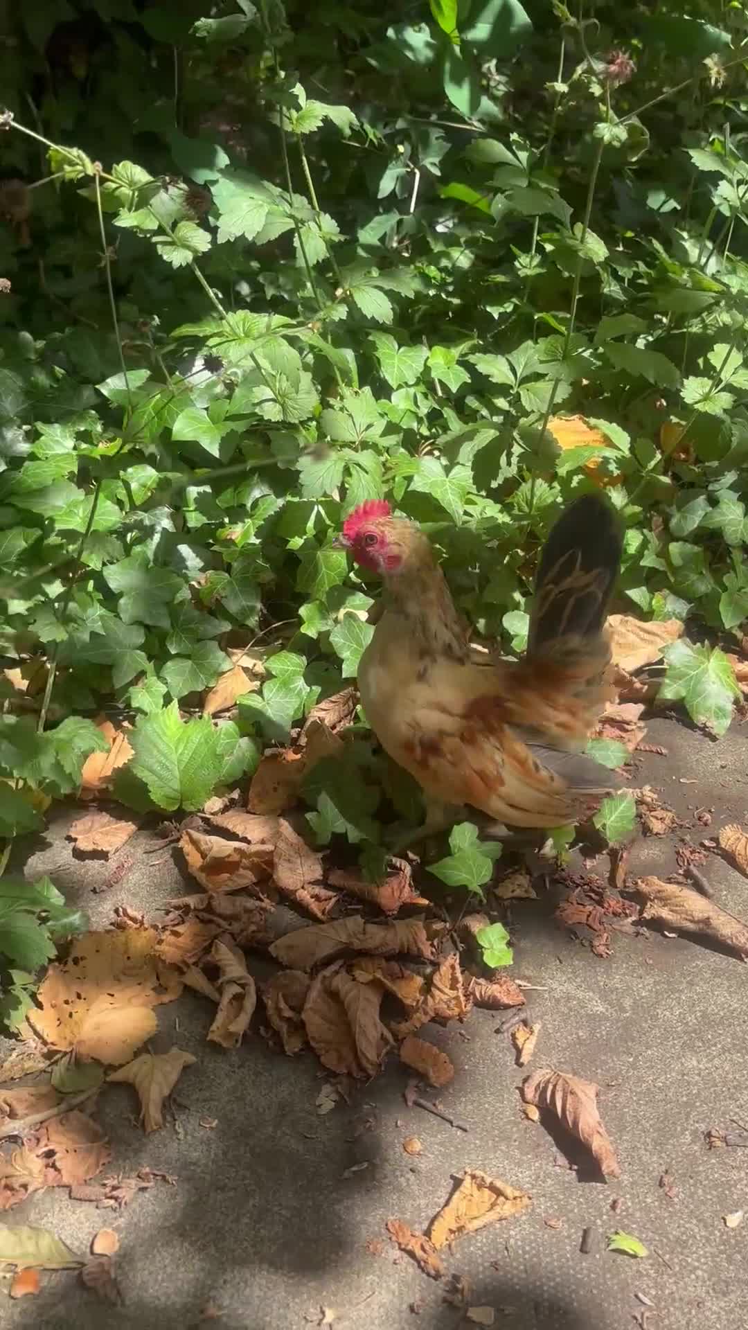 Chickens poultry for sale: Serama hen and cockerel  - Video 2