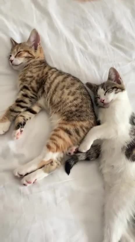 Mixed Breed cats for sale: Kittens available - Video 3