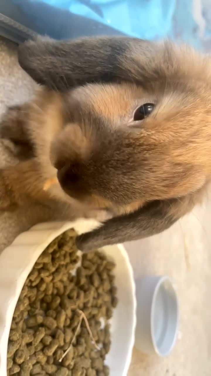 Mini Lop rabbits for sale: Meet Nyllah – Our Sweet Mini Lop Girl  - Video 2