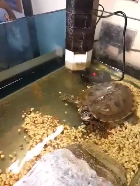 Turtle reptiles for sale: Turtle  - Video 1
