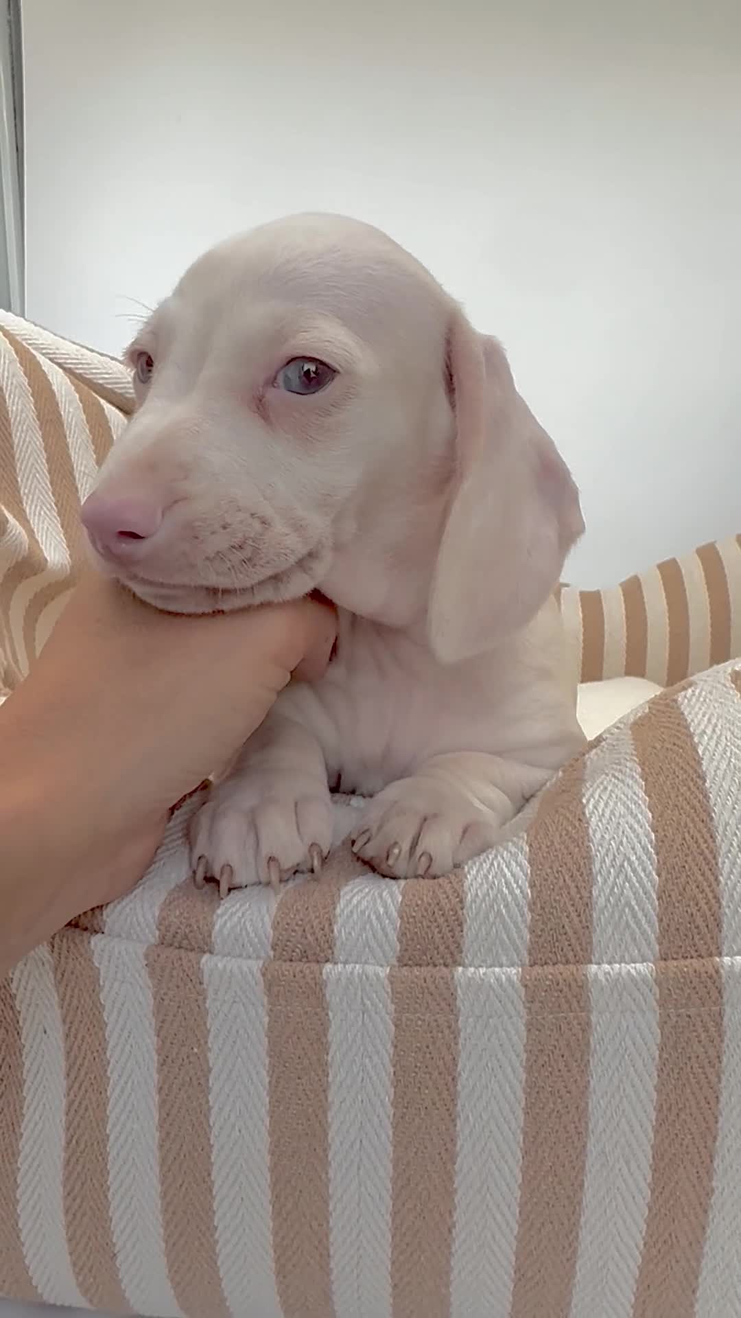 Miniature Dachshund dogs for sale: 🌸 Rare Pink mini dachshunds 🌸 - Video 3