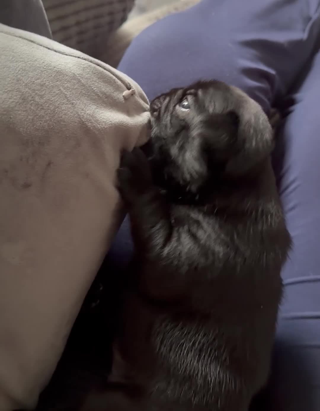 Pug dogs for sale: PUGS X2 Females, black, GORGEOUS! Ready 6th Aug! - Video 3