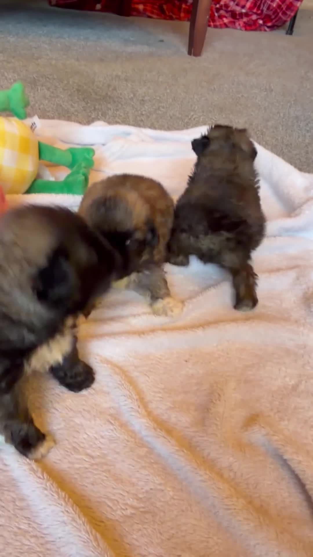 Pekingese dogs for sale: Kc Pekingnese sable Blk mask 3 little girls  - Video 1
