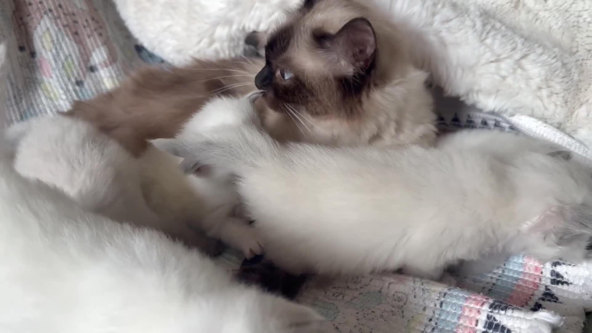 Ragdoll cats for sale: Beautiful litter of Ragdoll baby’s!  - Video 2