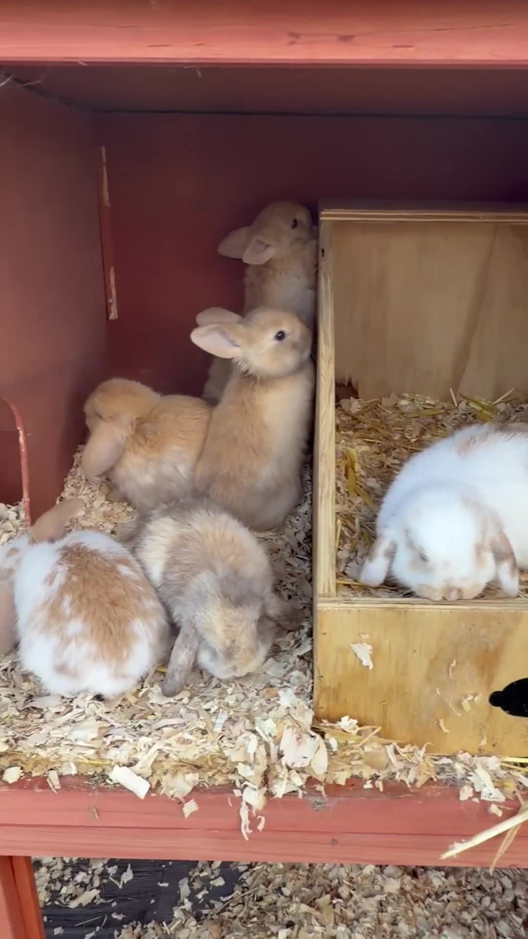 Mini Lop rabbits for sale: Mini Lop bunnies  - Video 1
