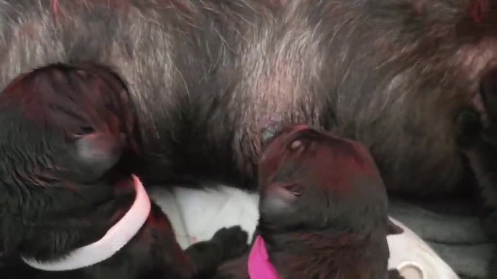 Russian Black Terrier dogs for sale: Russian Black Terrier  - Video 1