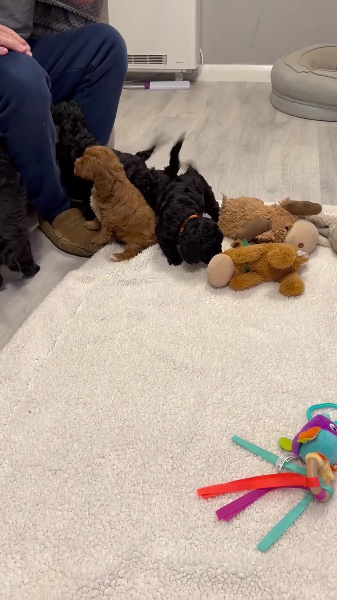 Cockapoo dogs for sale: F2Bb cockapoo puppies - Video 2