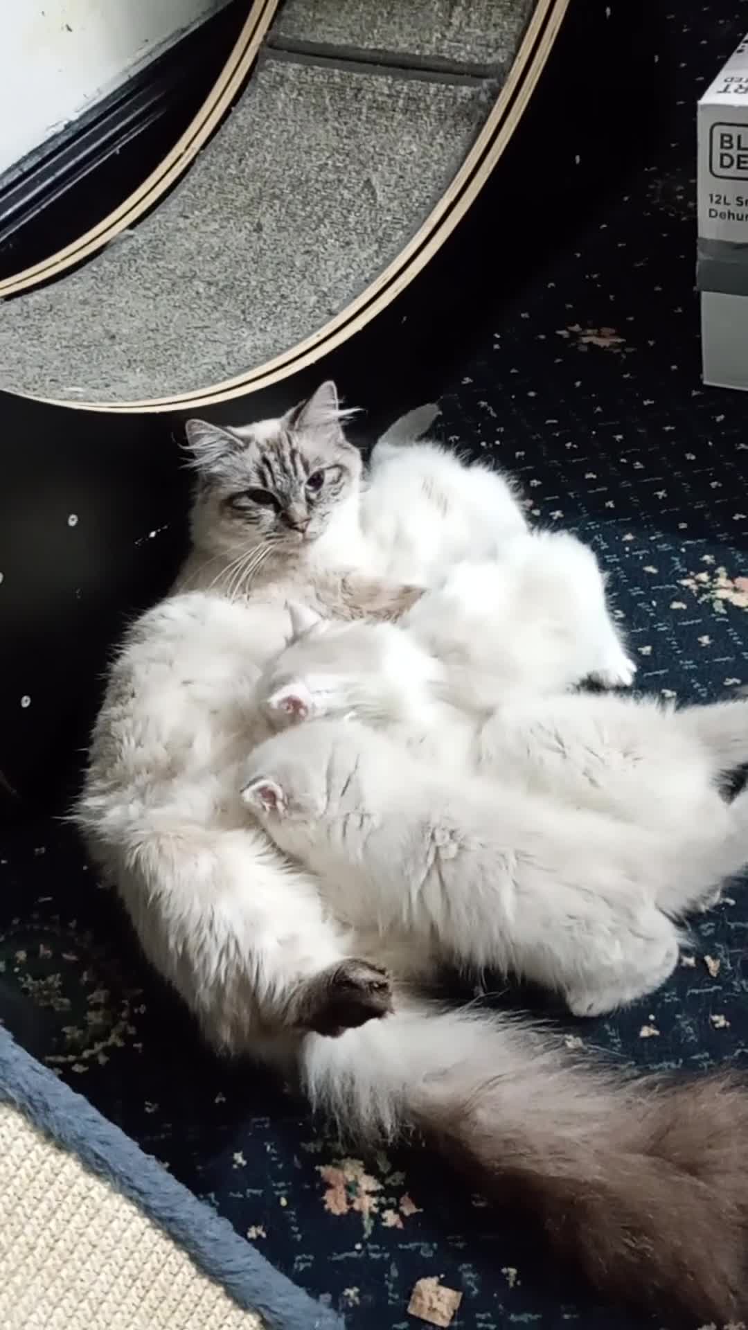 Ragdoll cats for sale: Beautiful full ragdoll kittens £695 - Video 1