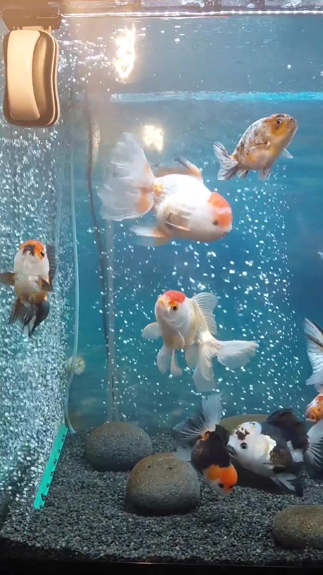 Fancy Goldfish fish for sale: Jumbo Oranda and Ranchu in Oldbury - Video 1