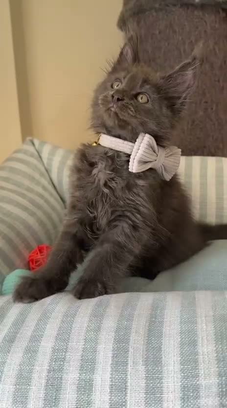 Maine Coon cats for sale: GCCF Rarely Available Mackerel XXLRussianBloodline - Video 5