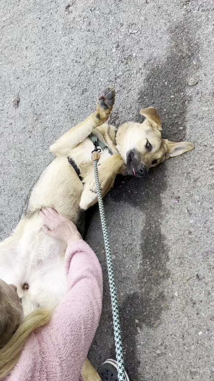 Anatolian Shepherd dogs for adoption: 6.5-Month-Old Anatolian Shepherd Mix Ready For You - Video 1