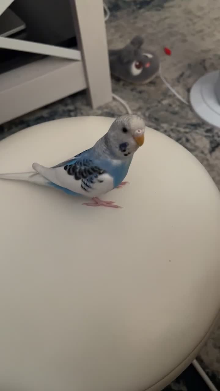 Budgerigars birds for sale: 6 month old male budgie  in London - Video 2