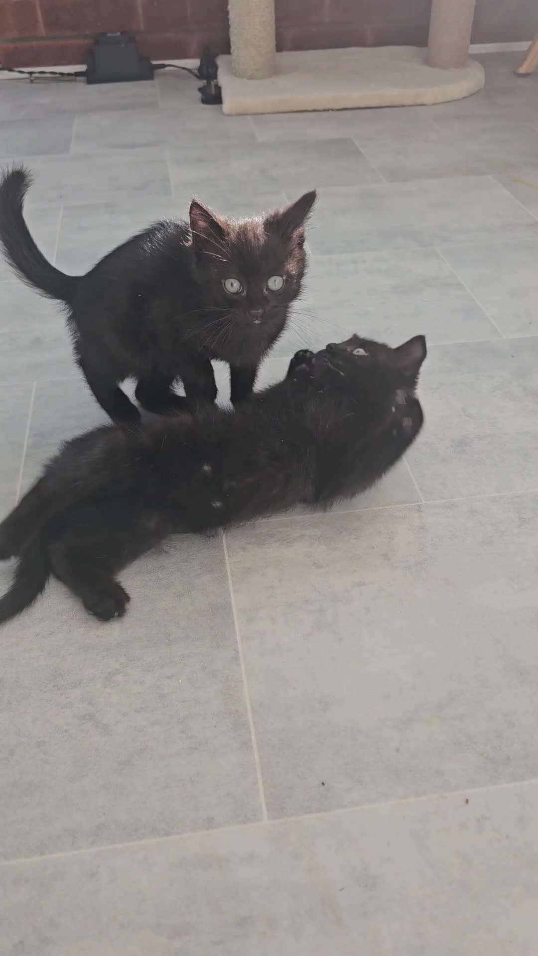 Mixed Breed cats for sale: Half ragdoll kittens - Video 2