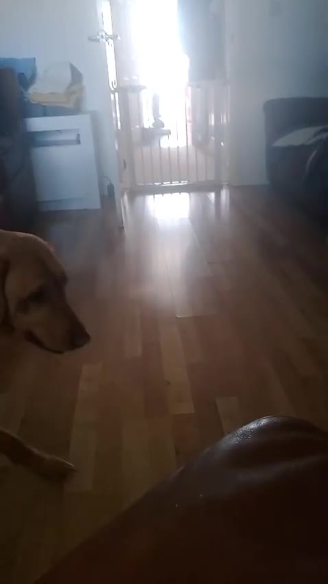 Golden Retriever dogs for adoption: Beautiful & Gentle WILLOW - for a Loving Home - Video 3