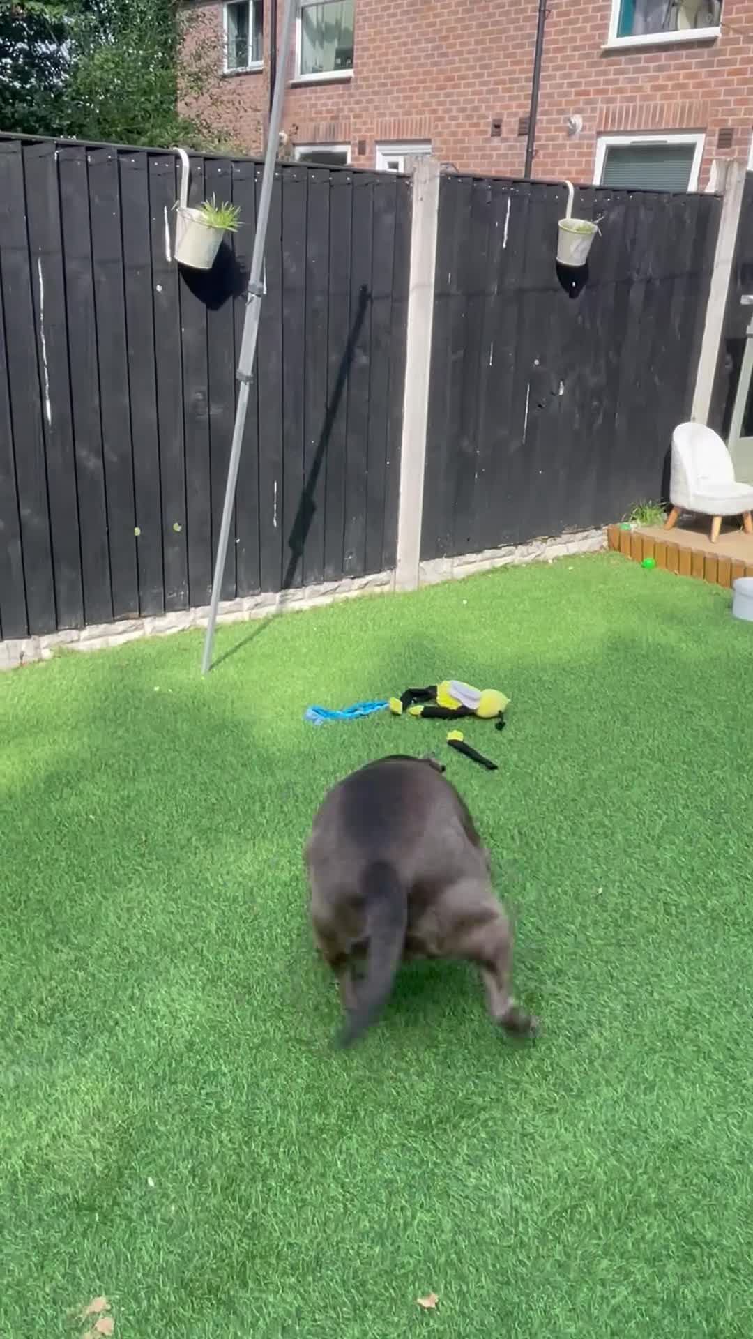 Mixed Breed dogs for sale: Beautiful mixed breed looking for her foreve home. - Video 1