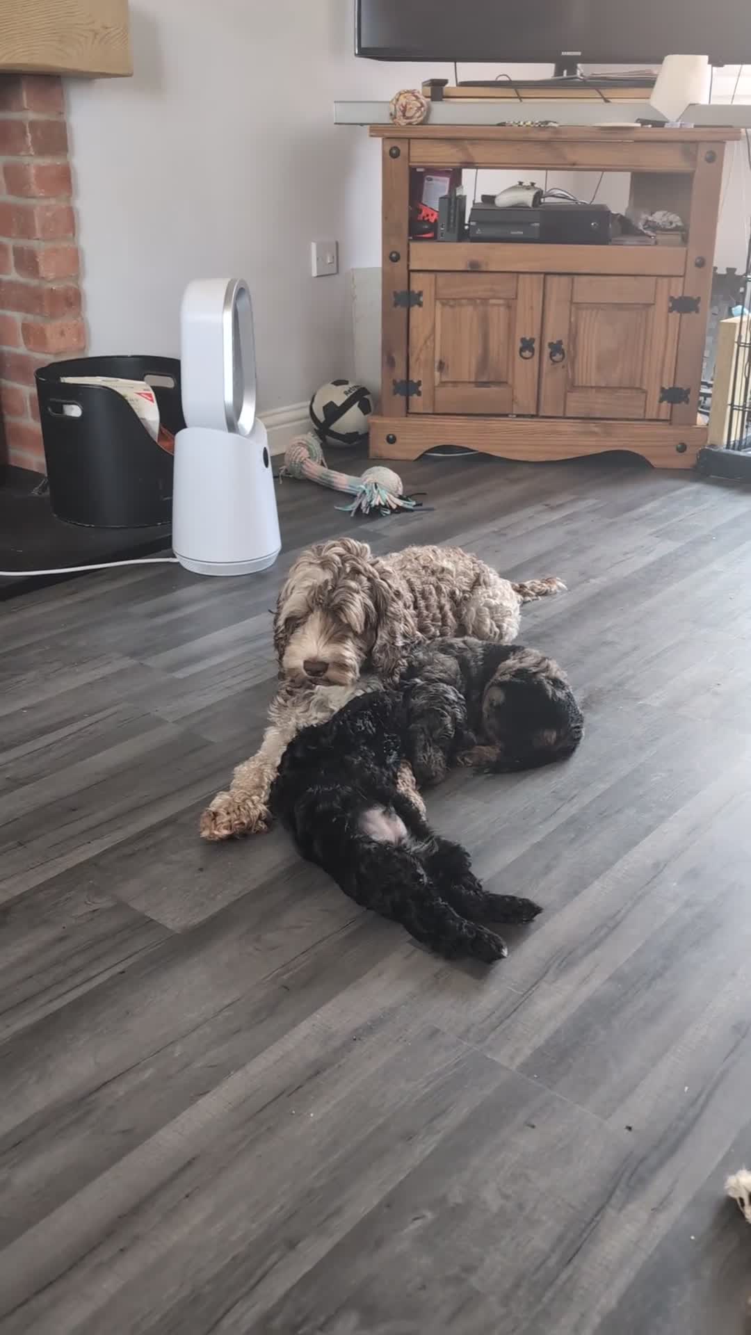 Cockapoo dogs for sale: Cockerpoos  - Video 1