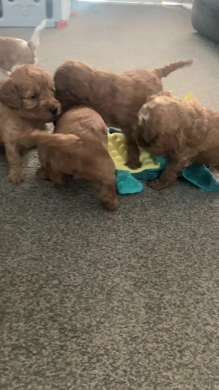Mixed Breed dogs for sale: Adorable Cavapoo Puppies - One boy left! - Video 4
