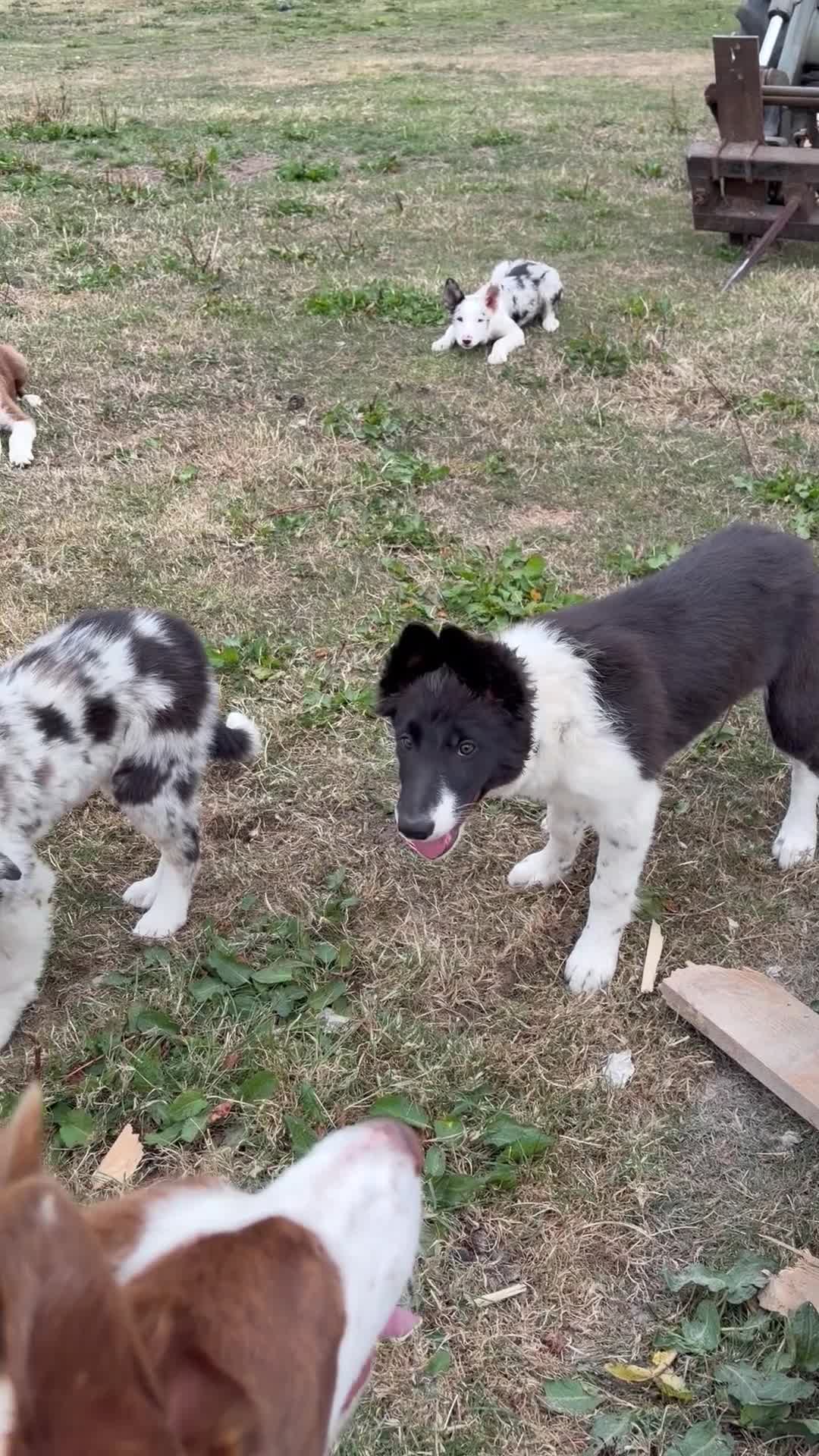 Border Collie dogs for sale: Excellent Border Collie Puppies  - Video 1