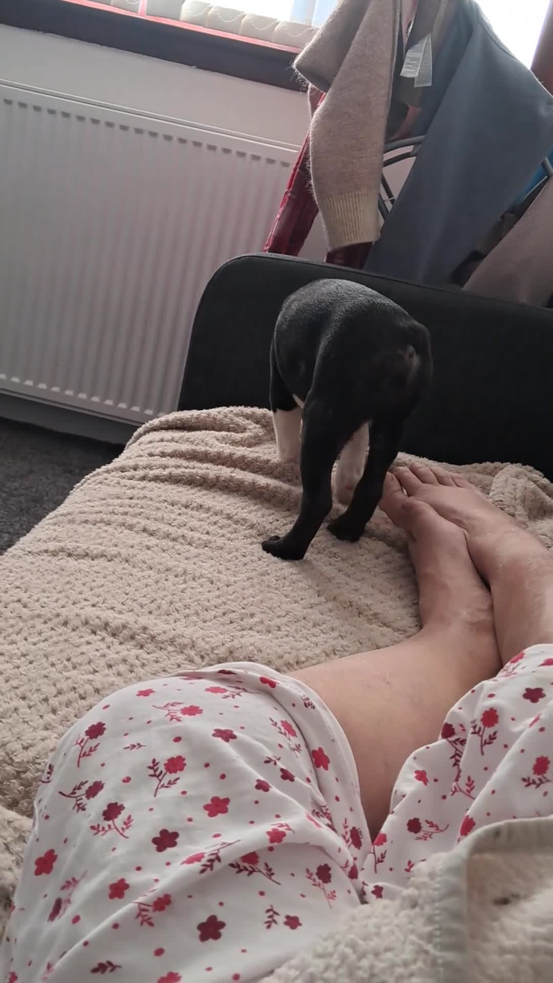 Boston Terrier dogs for sale: Boston terrier puppies rehome - Video 2