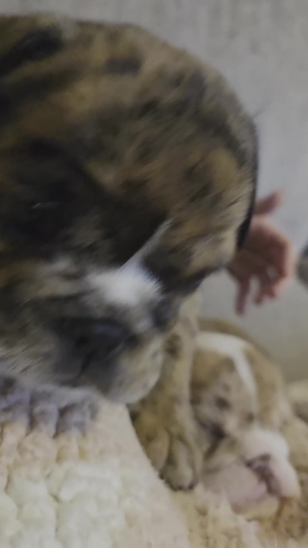 English Bulldog dogs for sale: English Bulldogs for sale - Video 2