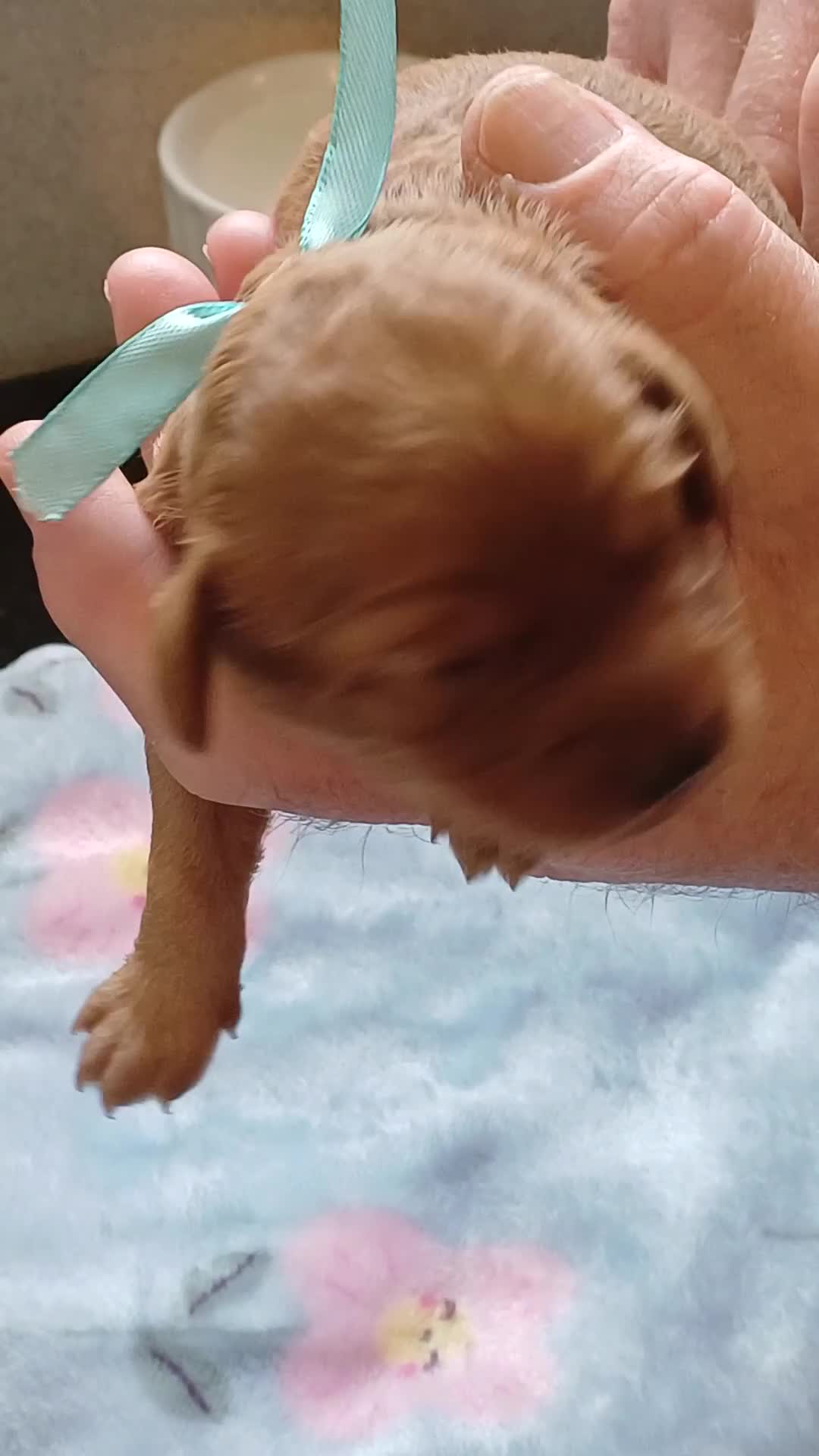 Cavapoo dogs for sale: BEAUTIFUL FIB CAVAPOO BORN 26/6/26 - Video 4