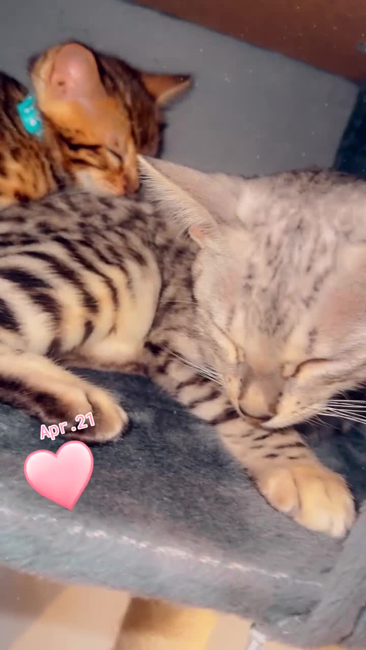 Bengal cats for sale: ✨PRICES REDUCED✨ Two bengal kittens  - Video 1
