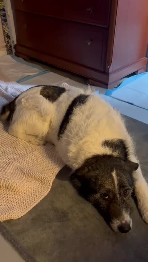 Mixed Breed dogs for adoption: AGNES - From the Death Row To Devoted Mother - Video 2