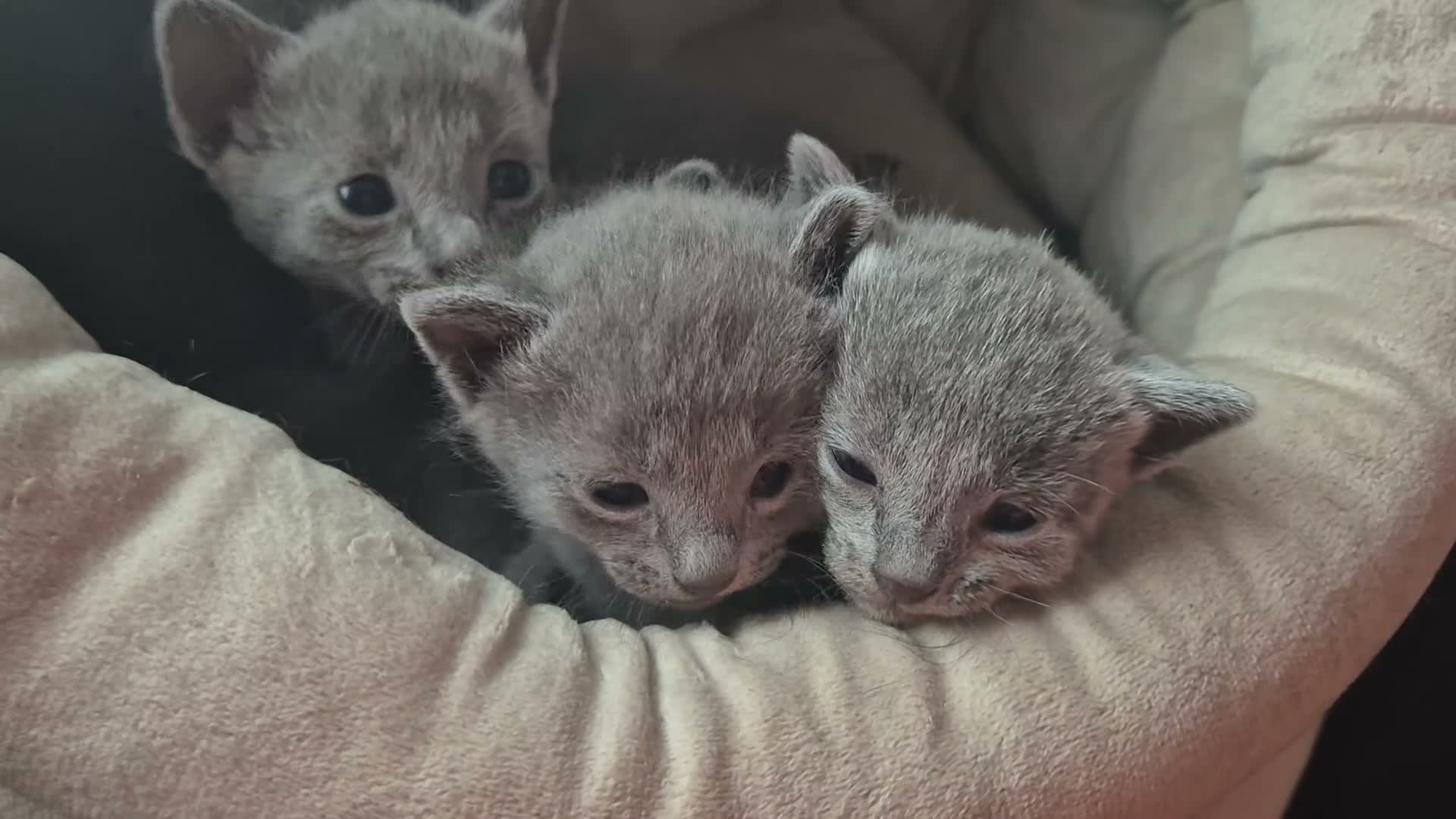 Russian Blue cats for sale: Pure Russian blue kittens 💙 🩵 😸 Last One Boy  - Video 3
