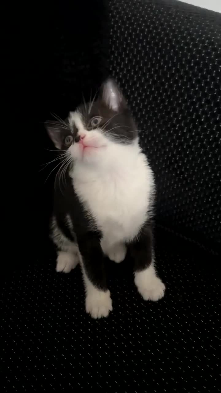 Mixed Breed cats for sale: Cute kittens  - Video 3