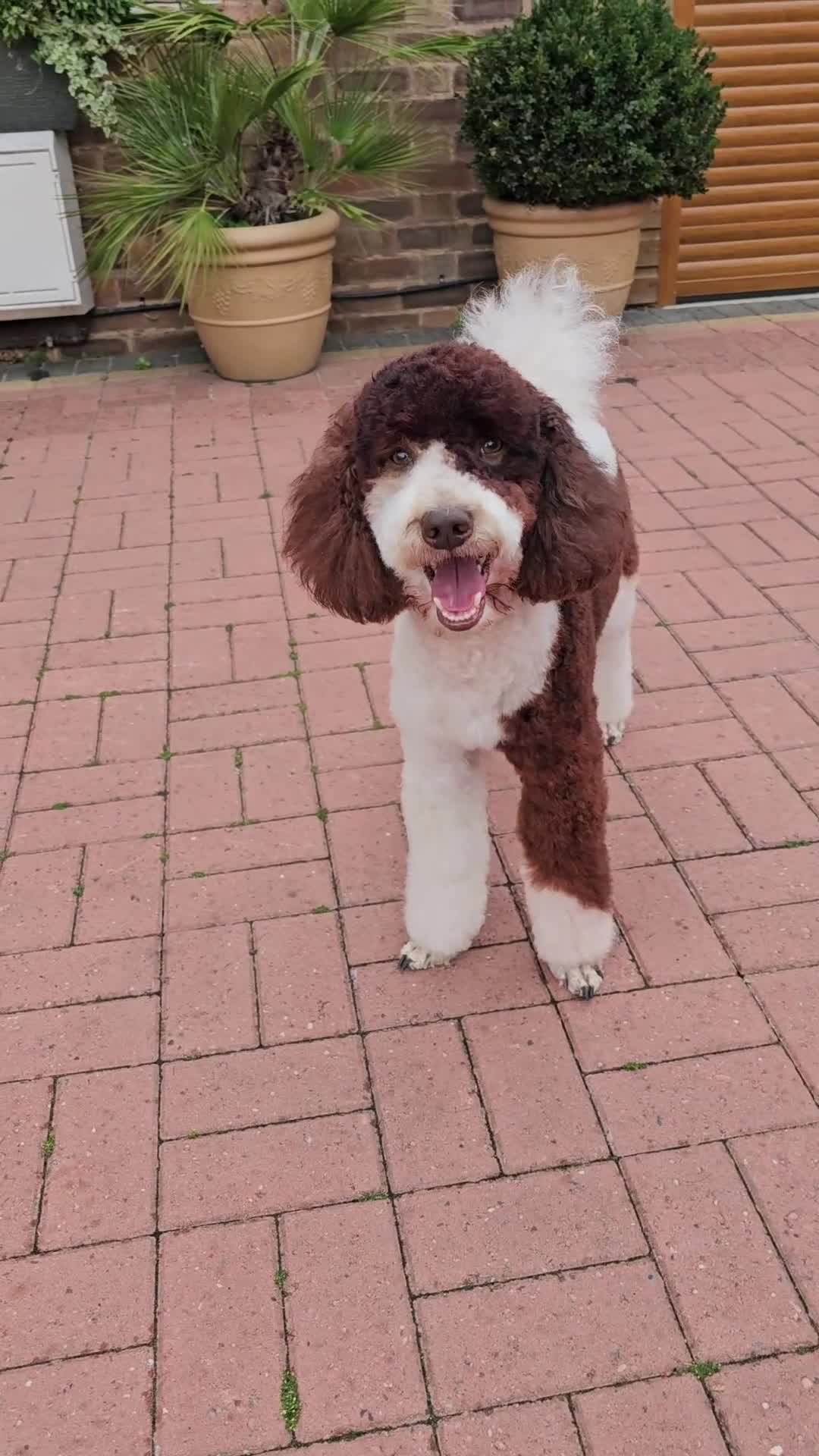 Bernedoodle dogs for stud: STUNNING FULLY HEALTH TESTED MOYEN POODLE🐾  - Video 2