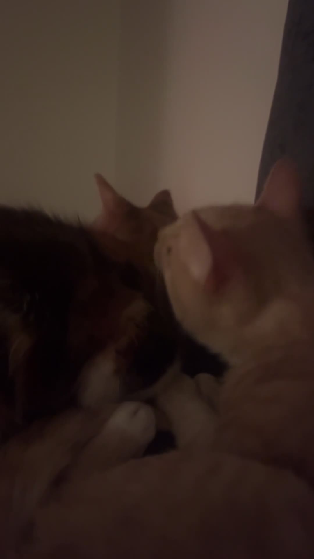 Mixed Breed cats for sale: SPHYNX VARIANT MALE CAT £70 - Video 2