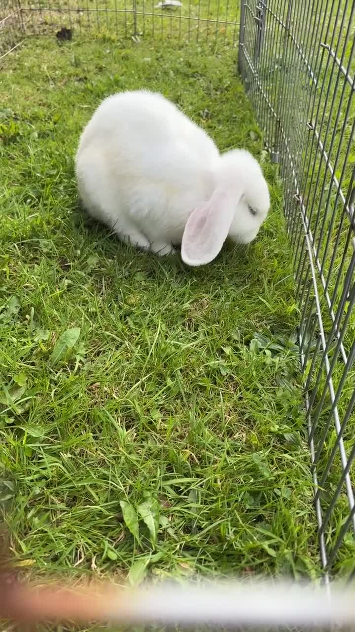 Mini Lop rabbits for sale: Female mini lops  - Video 1