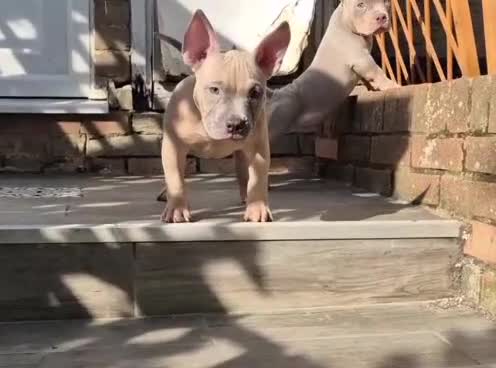 American Bully dogs for sale: American Bully Puppies - Video 5
