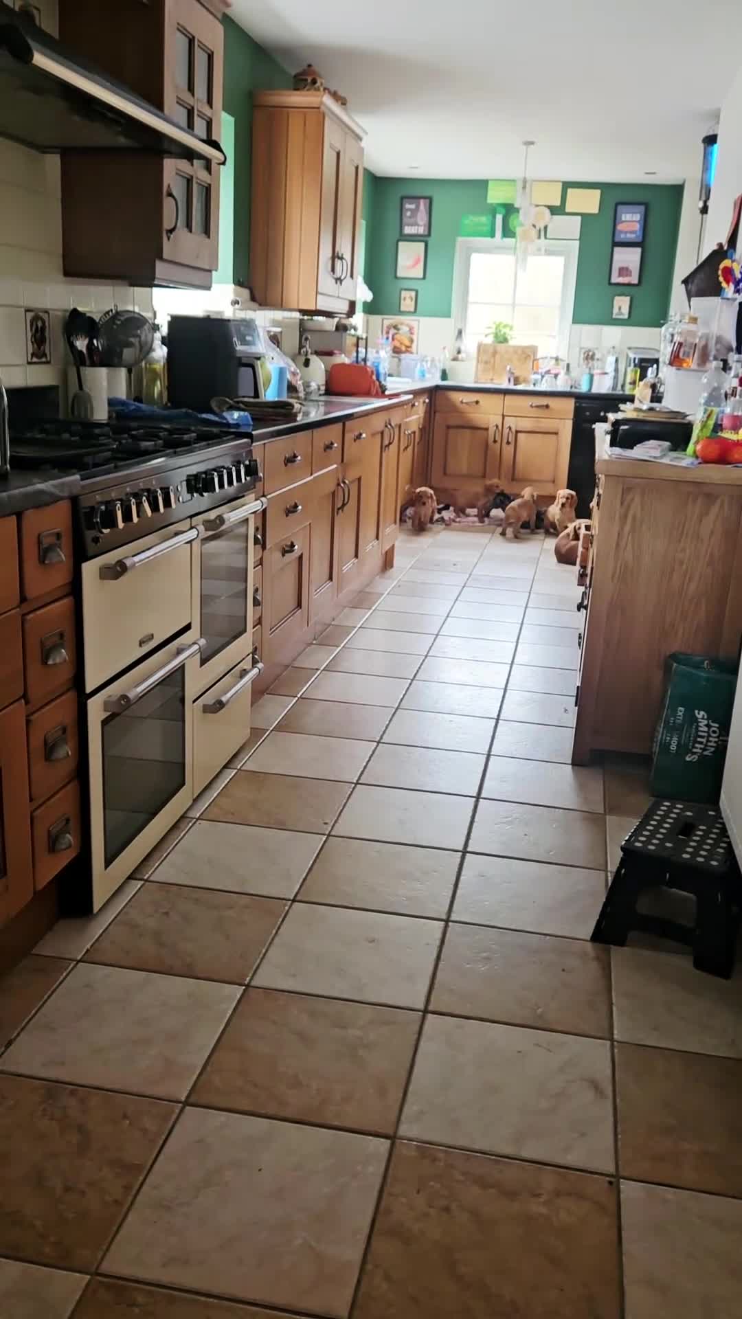 Cocker Spaniel dogs for sale: Cocker Spaniels Ready Now!!!!! - Video 2