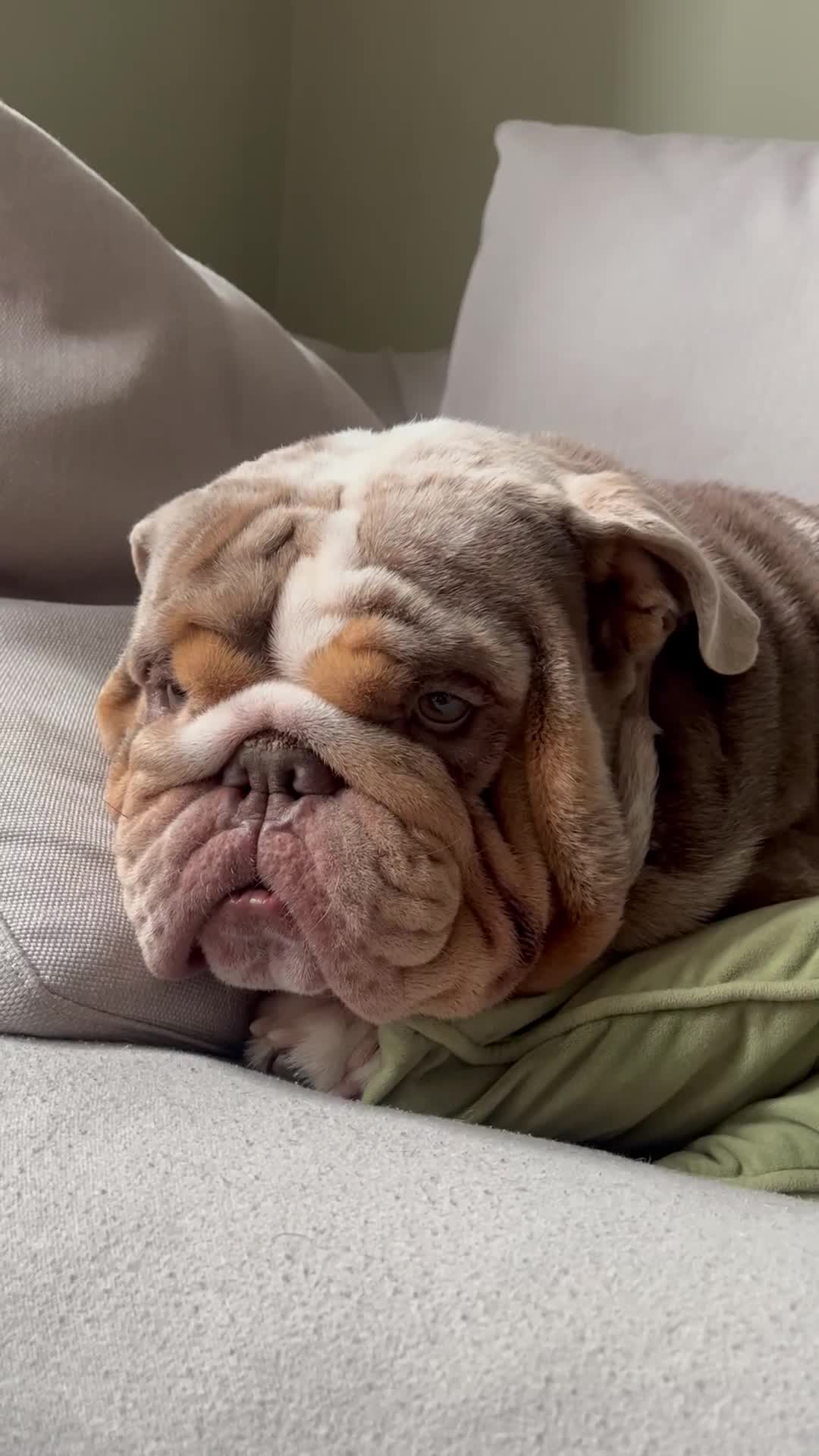 English Bulldog dogs for stud: Ronnie G the ULTIMATE STUD - Video 4