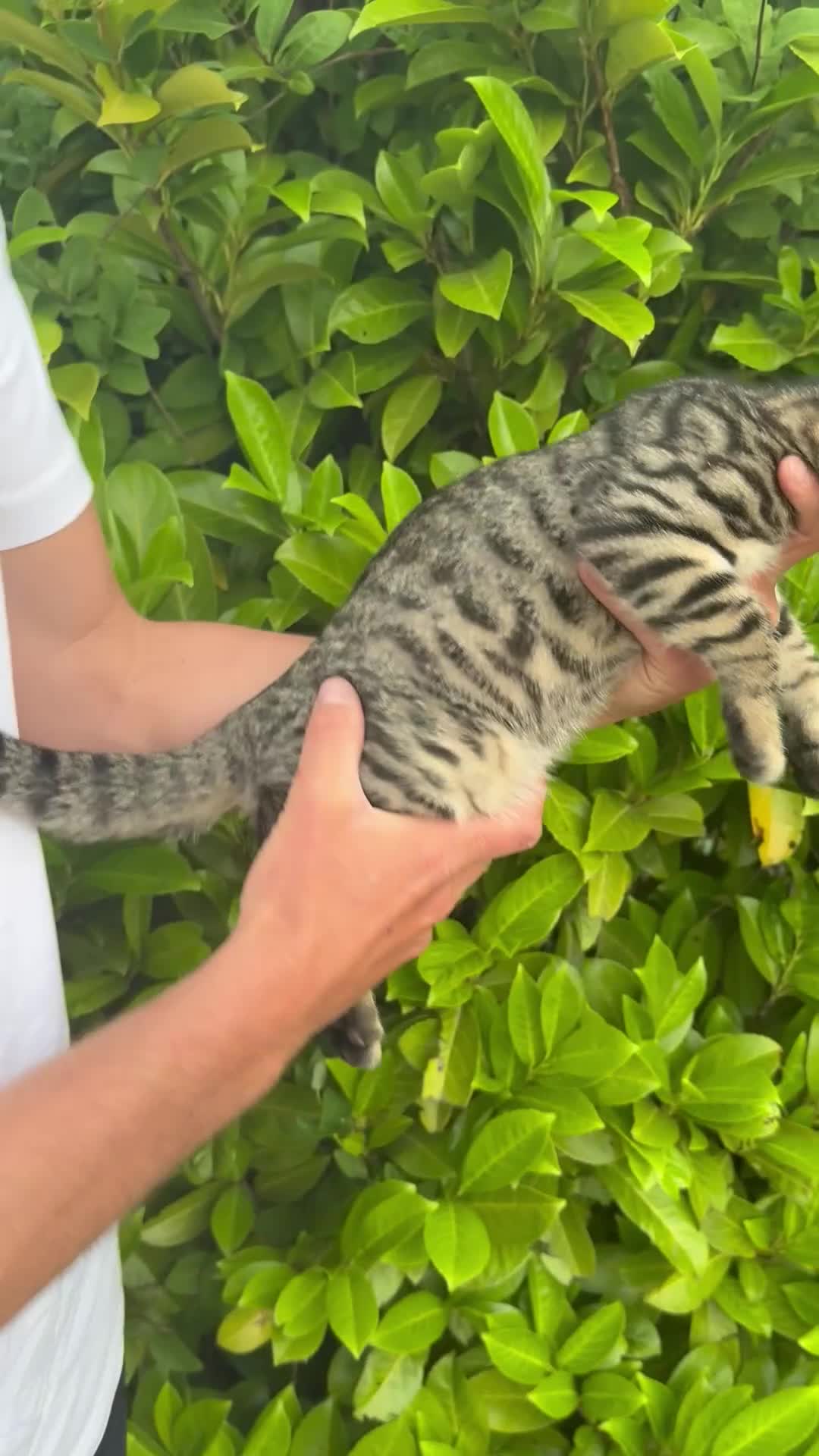 Bengal cats for sale: Stunning litter of Bengals  in Stowmarket - Video 2