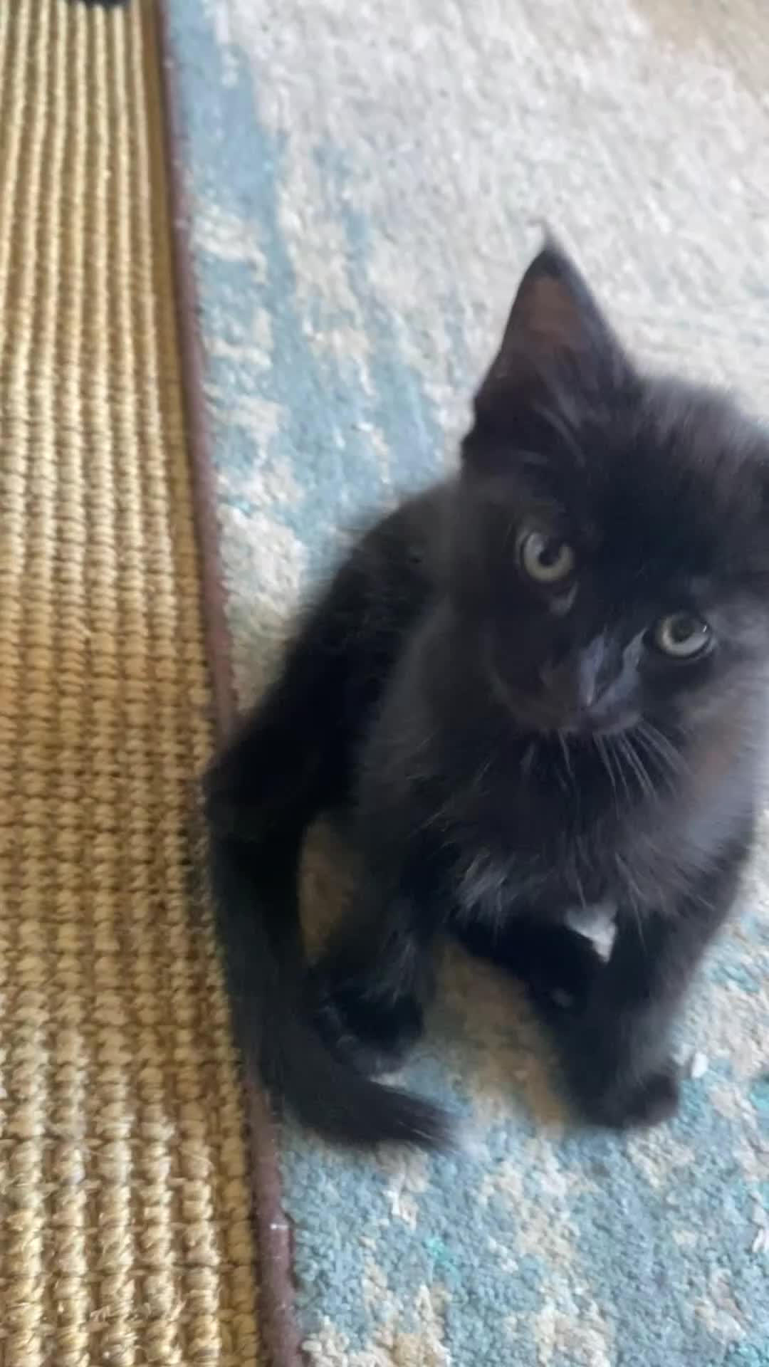 Ragdoll cats for sale:  2half Ragdoll and half domesticshorthair for sale - Video 1