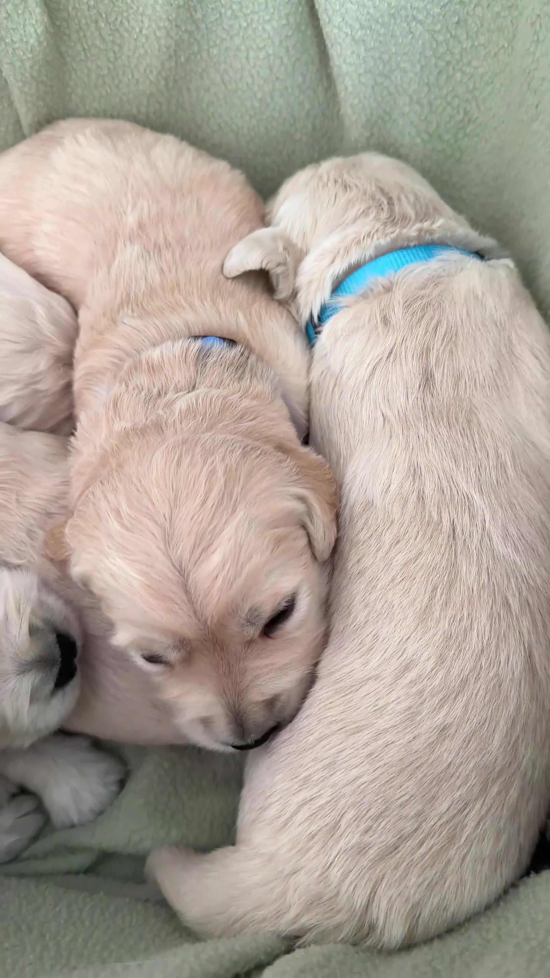 Golden Retriever dogs for sale: Golden Retriever Puppies  - Video 2