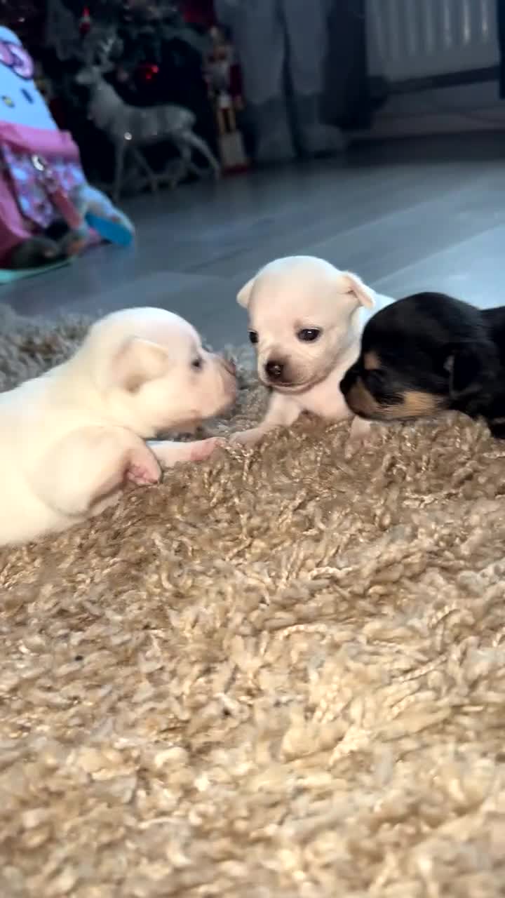 Chihuahua dogs for sale: Chihuahua puppies  - Video 2