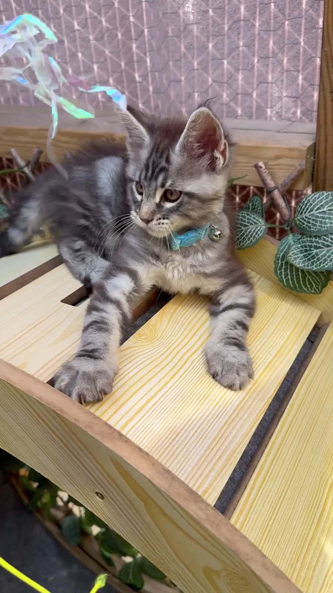 Maine Coon cats for sale: 5 Blue and Black smoke Maine Coon kittens left in Sudbury - Video 3