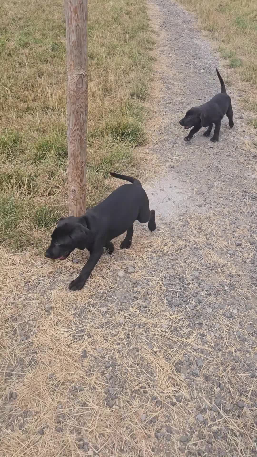 Labrador Retriever dogs for sale: **1 Black Dog Left** All Vaccines Complete - Video 3