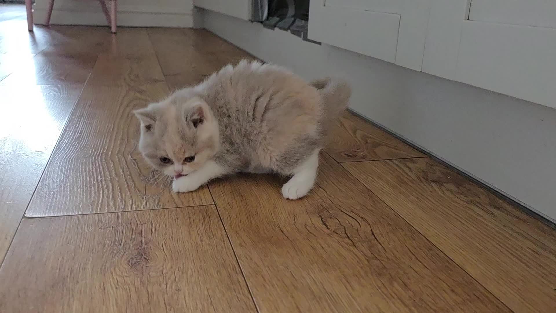 British Shorthair cats for sale: British Shorthair & Longhair Pedigree RegKittens   - Video 3