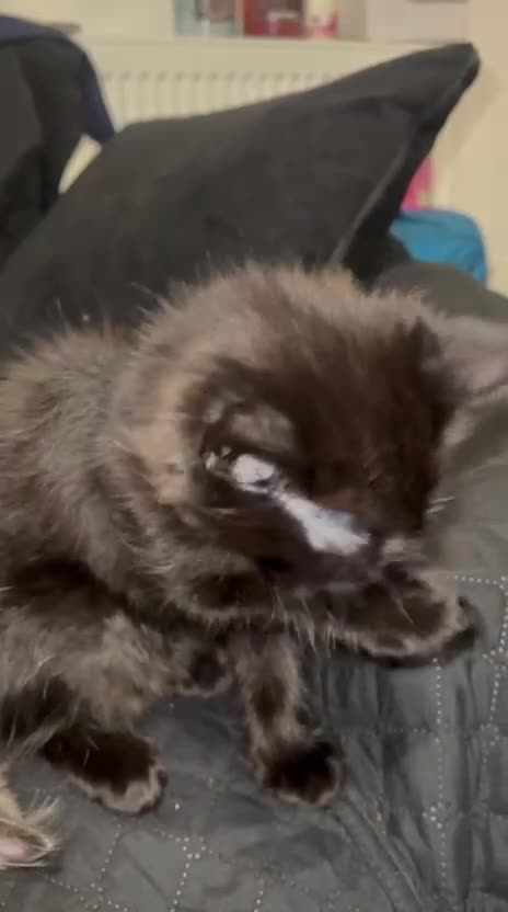 Mixed Breed cats for sale: Domestic Kittens - One Tabby, One Black/Dark Brown - Video 1
