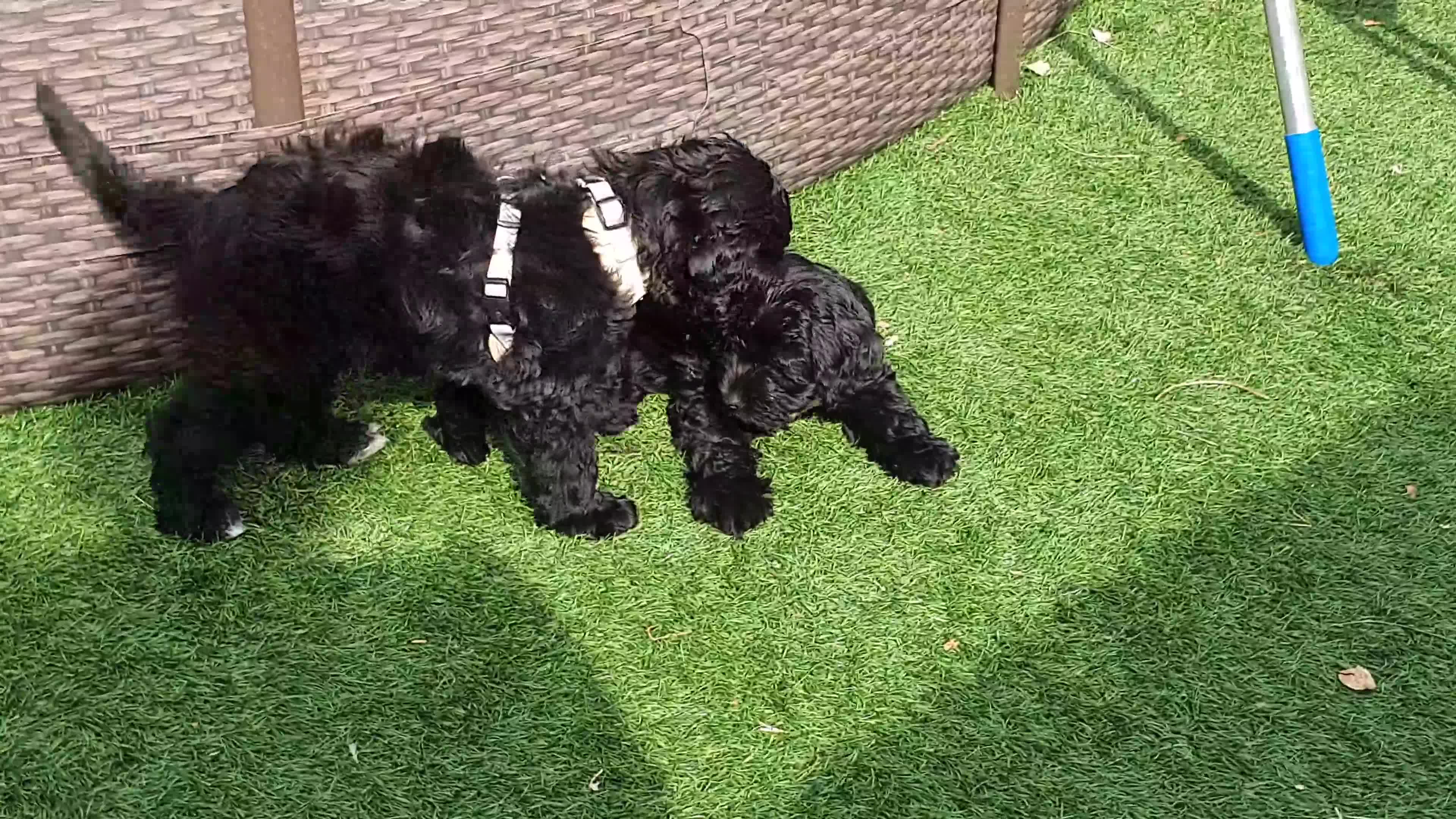 Australian Labradoodle dogs for sale: 2 GIRLS ONLY - Australian Labradoodle puppies - Video 1