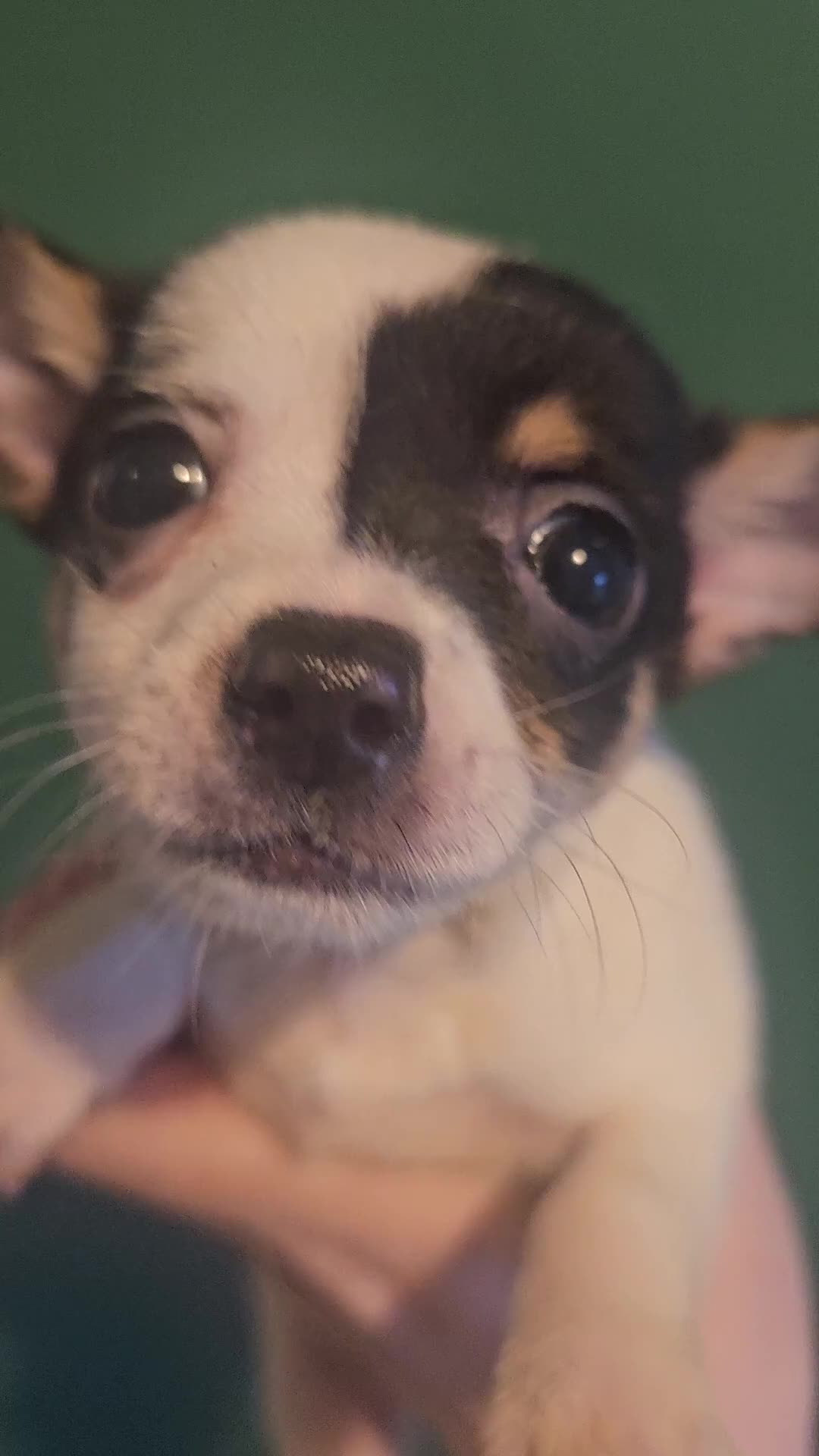 Chihuahua dogs for sale: Chihuahua Puppies Long haired and short - Video 1