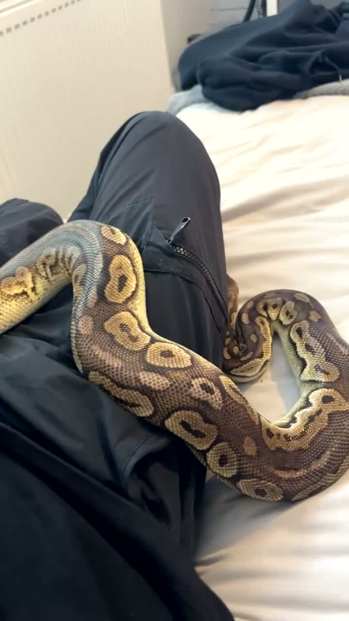 Python Snake reptiles for sale: Ball Python - Video 1