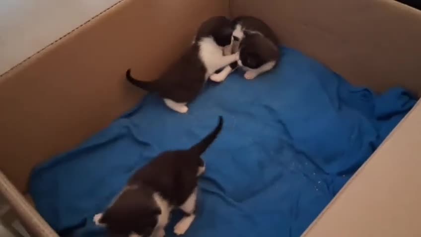 Mixed Breed cats for sale: 3 cute and playfull kittens  - Video 1