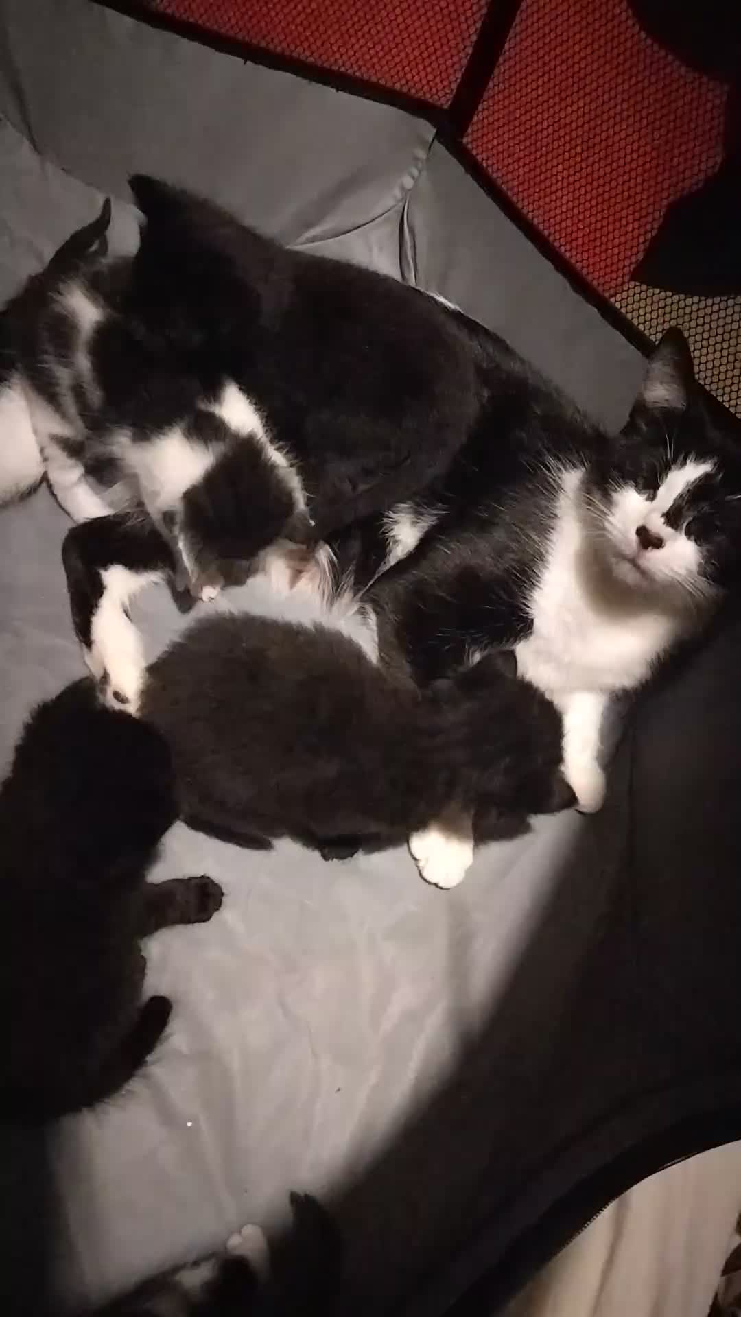 British Shorthair cats for sale: Beautiful kittens  - Video 1